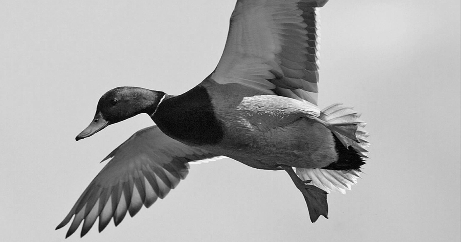 Butte City Hunting Club - Mallard