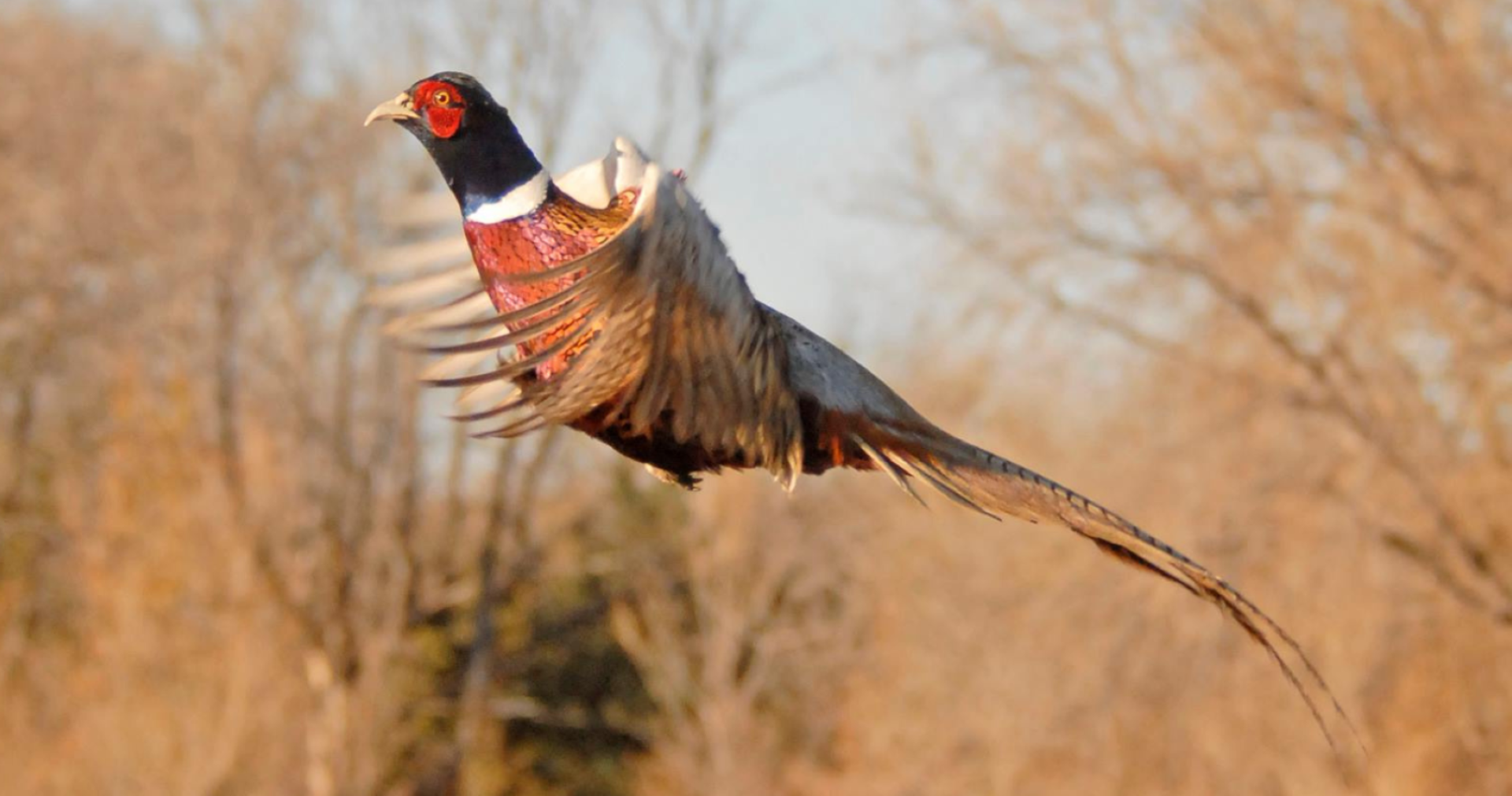 Butte City Hunting Club - Pheasant