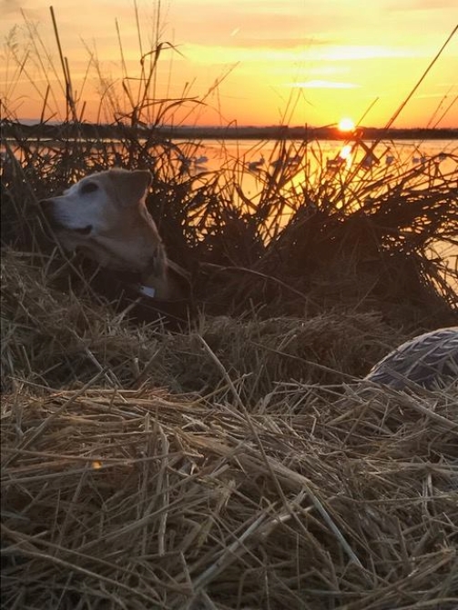 Butte City Hunting Club sunrise with dog